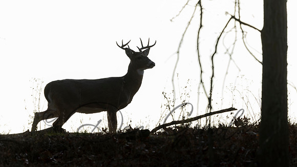 White-tailed Deer