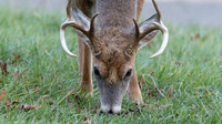 White-tailed Deer