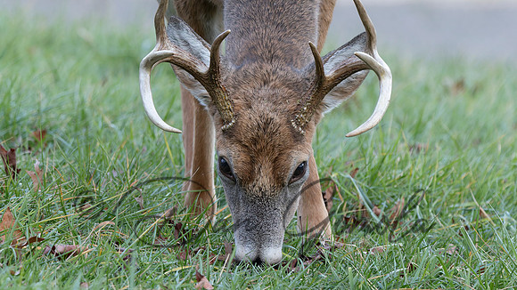 White-tailed Deer