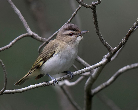 Red-eyed Vireo