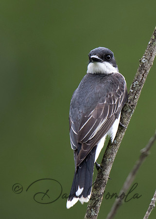 Eastern Kingbird