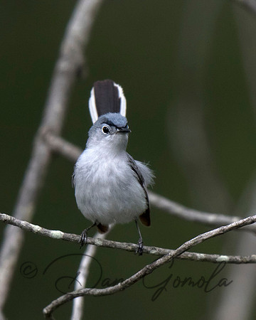 Blue-gray Gnatcatcher