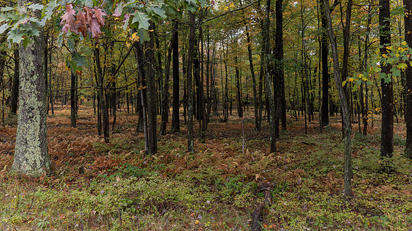 Moshannon State Forest