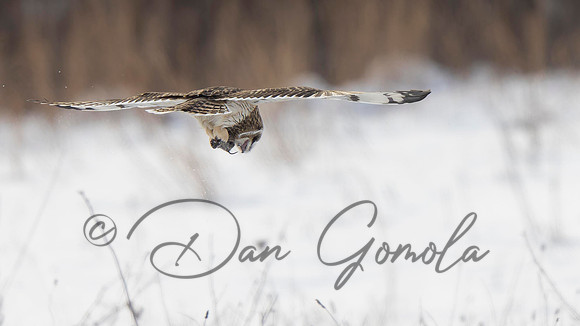 Short-eared Owl