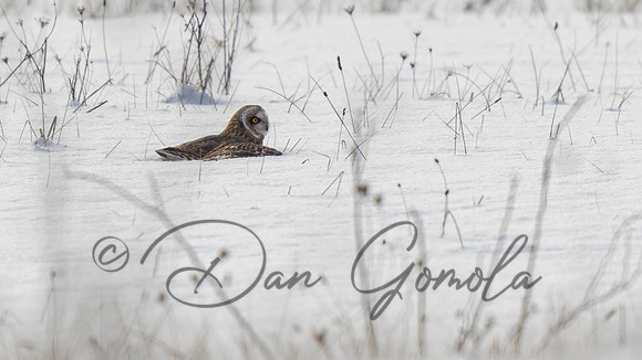 Short-eared Owl