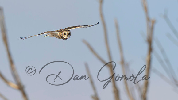 Short-eared Owl