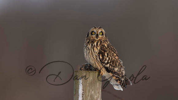 Short-eared Owl