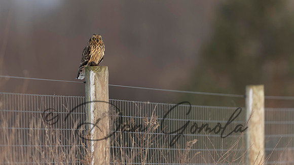 Short-eared Owl