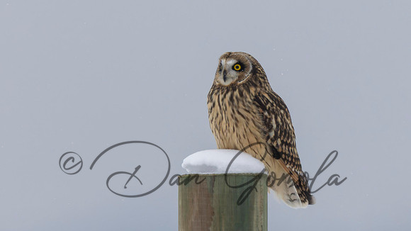 Short-eared Owl