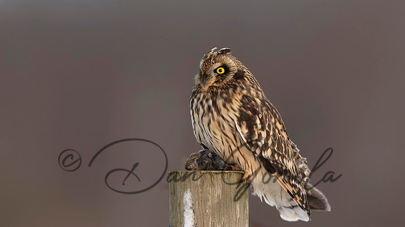 Short-eared Owl