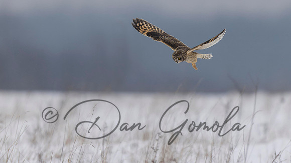 Short-eared Owl