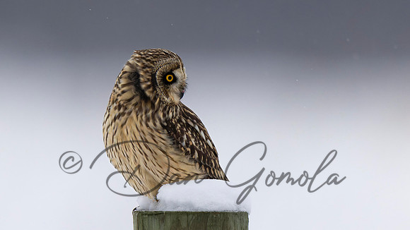Short-eared Owl