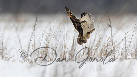 Short-eared Owl