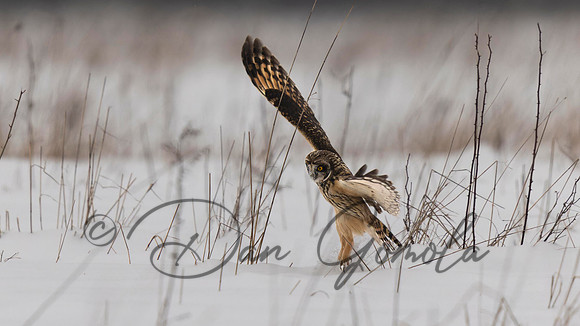 Short-eared Owl