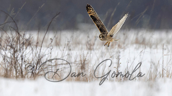 Short-eared Owl