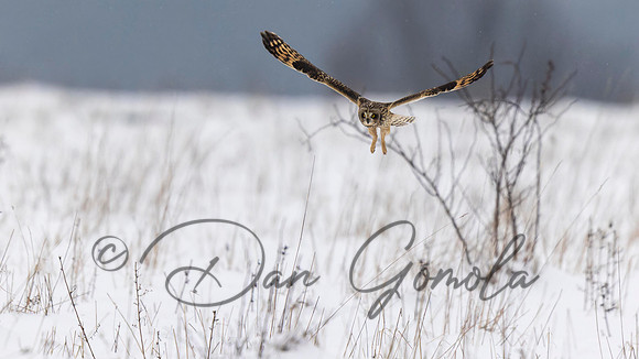 Short-eared Owl