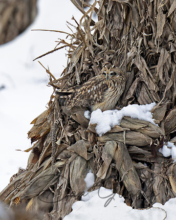 Short-eared Owl