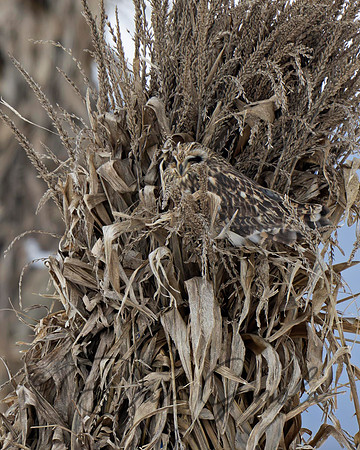 Short-eared Owl