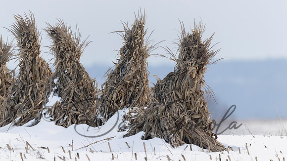 Short-eared Owl