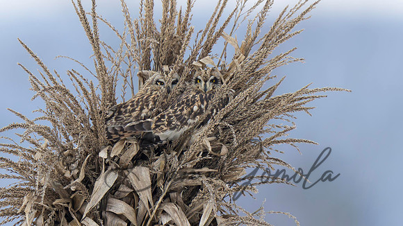 Short-eared Owl