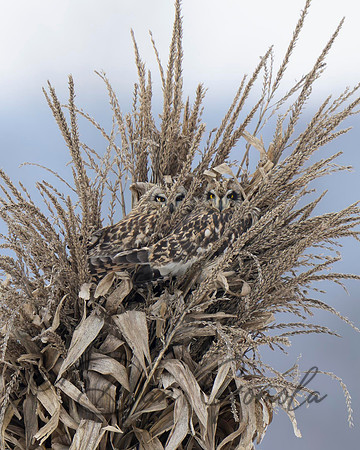 Short-eared Owl
