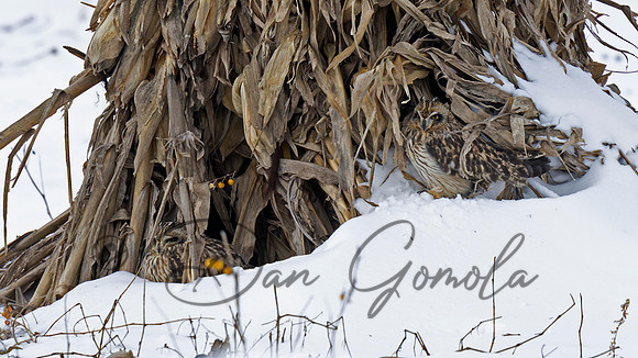 Short-eared Owl