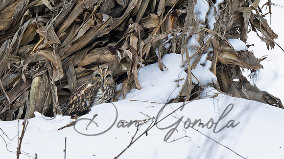 Short-eared Owl