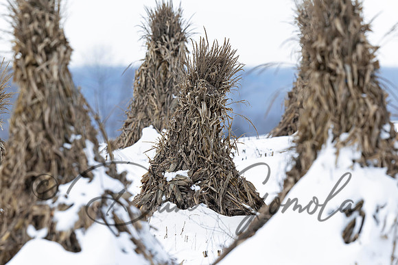 Short-eared Owl
