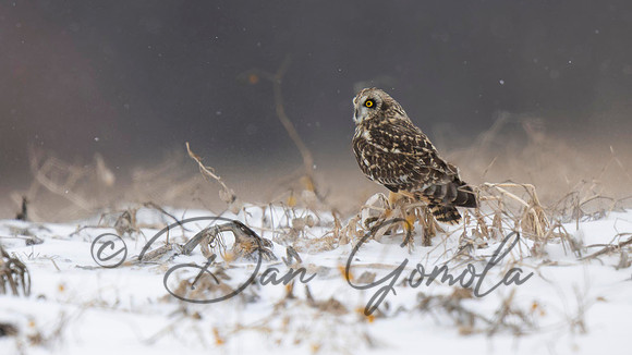 Short-eared Owl