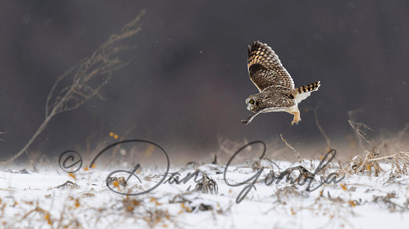 Short-eared Owl