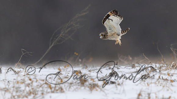 Short-eared Owl