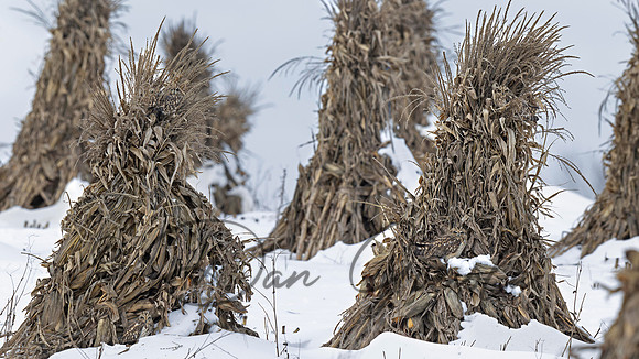 Short-eared Owl