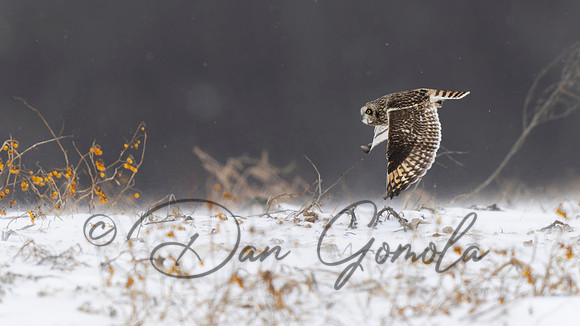 Short-eared Owl