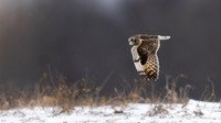 Short-eared Owl
