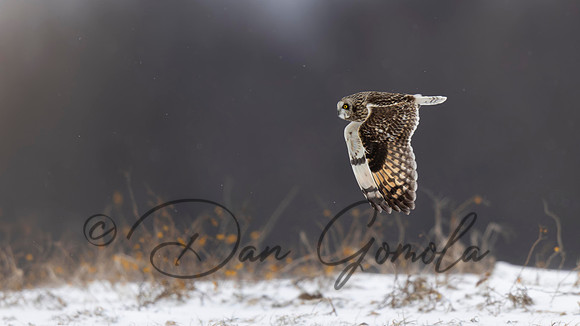 Short-eared Owl