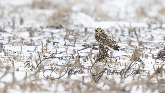 Short-eared Owl