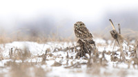 Short-eared Owl