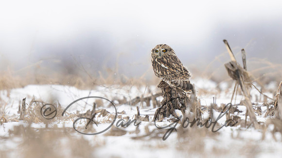 Short-eared Owl
