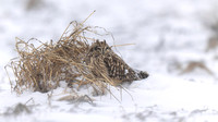 Short-eared Owl