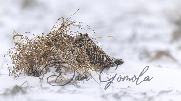 Short-eared Owl