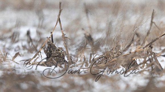 Short-eared Owl