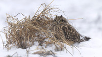 Short-eared Owl