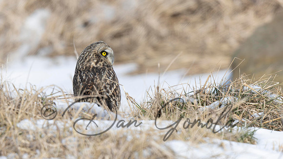 Short-eared Owl