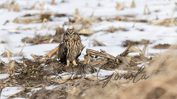 Short-eared Owl