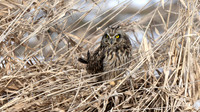Short-eared Owl