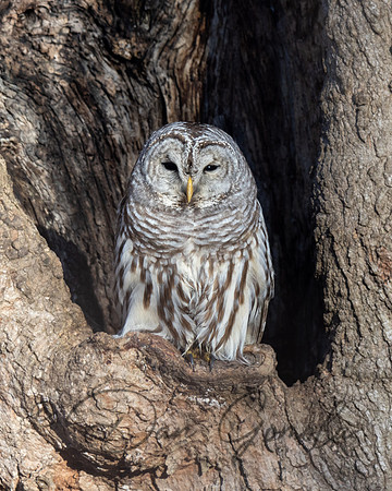 Barred Owl