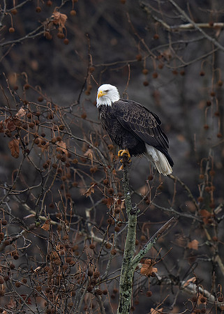 Bald Eagle