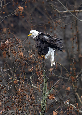 Bald Eagle