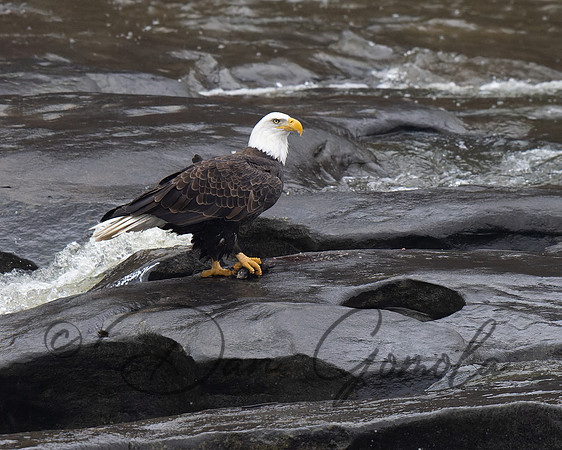 Bald Eagle