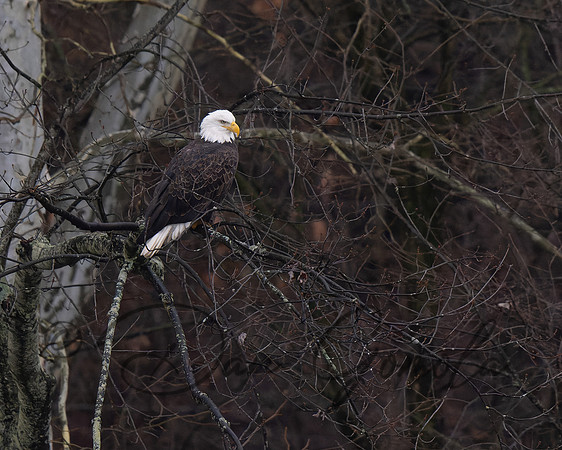 Bald Eagle